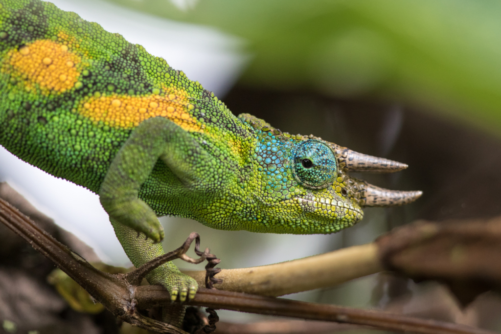 Johnston's Chameleon