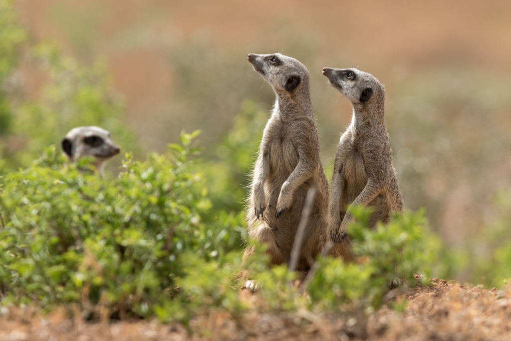 Meerkat