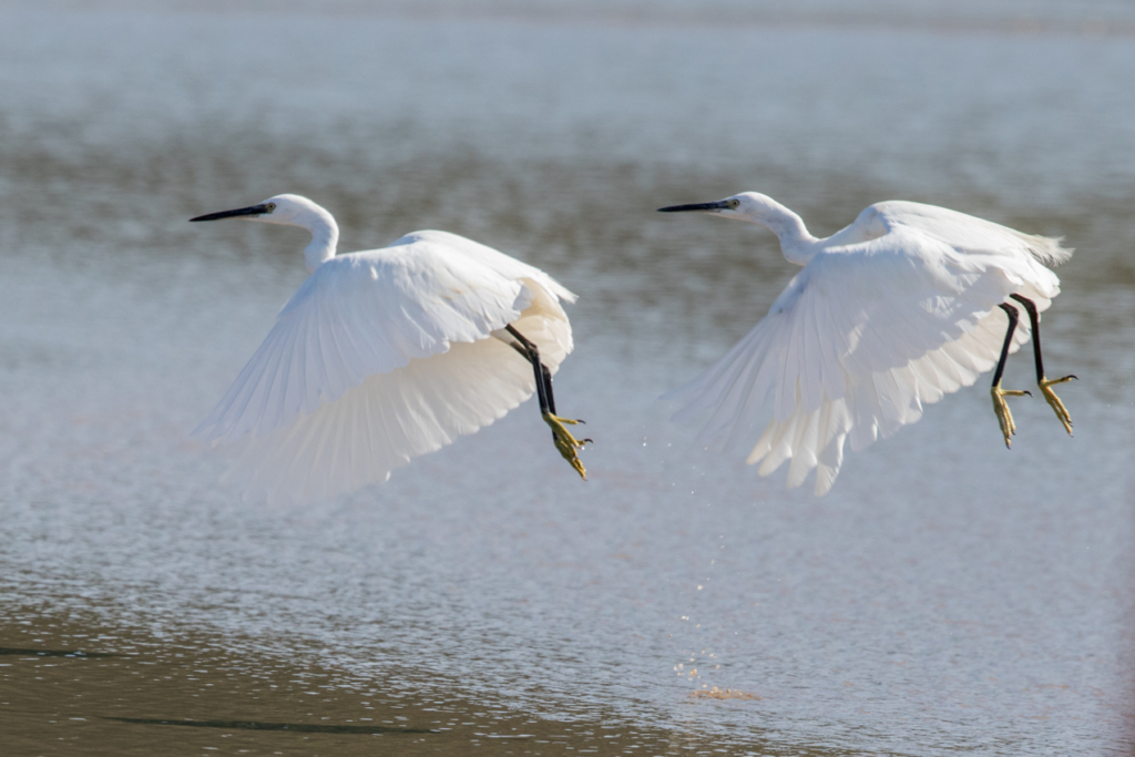 Little Egret