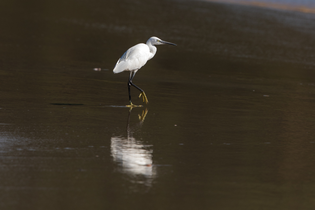 Little Egret