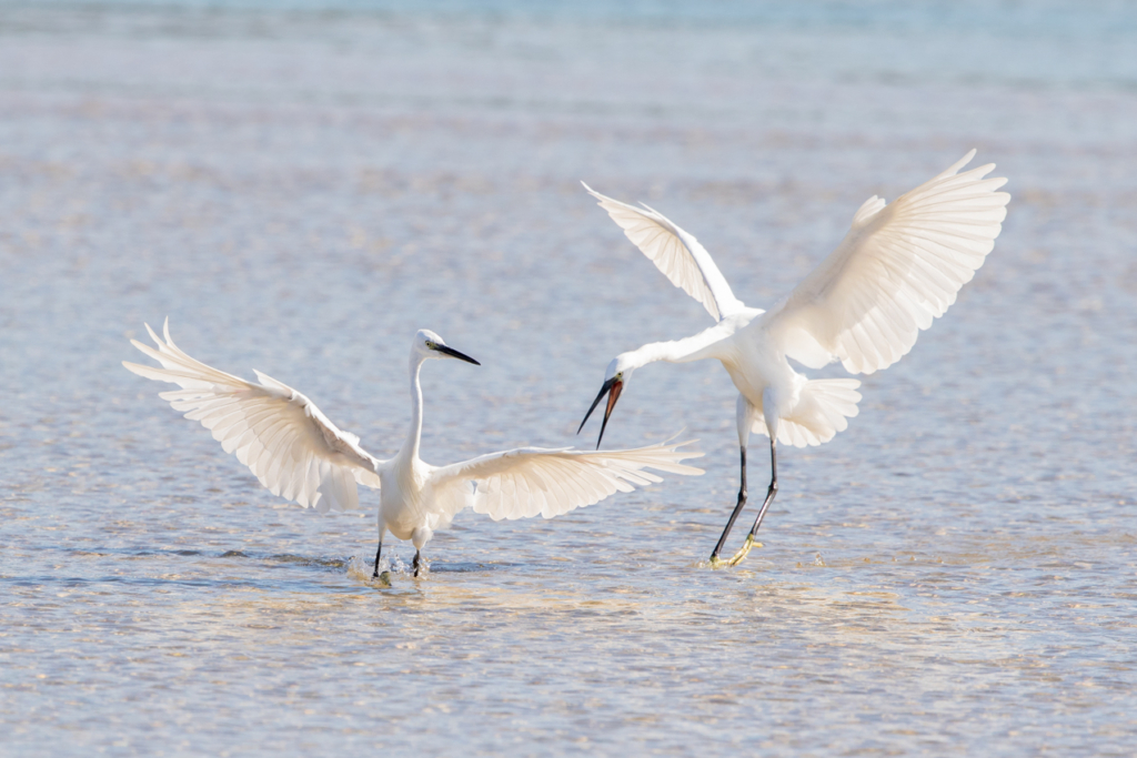 Little Egret