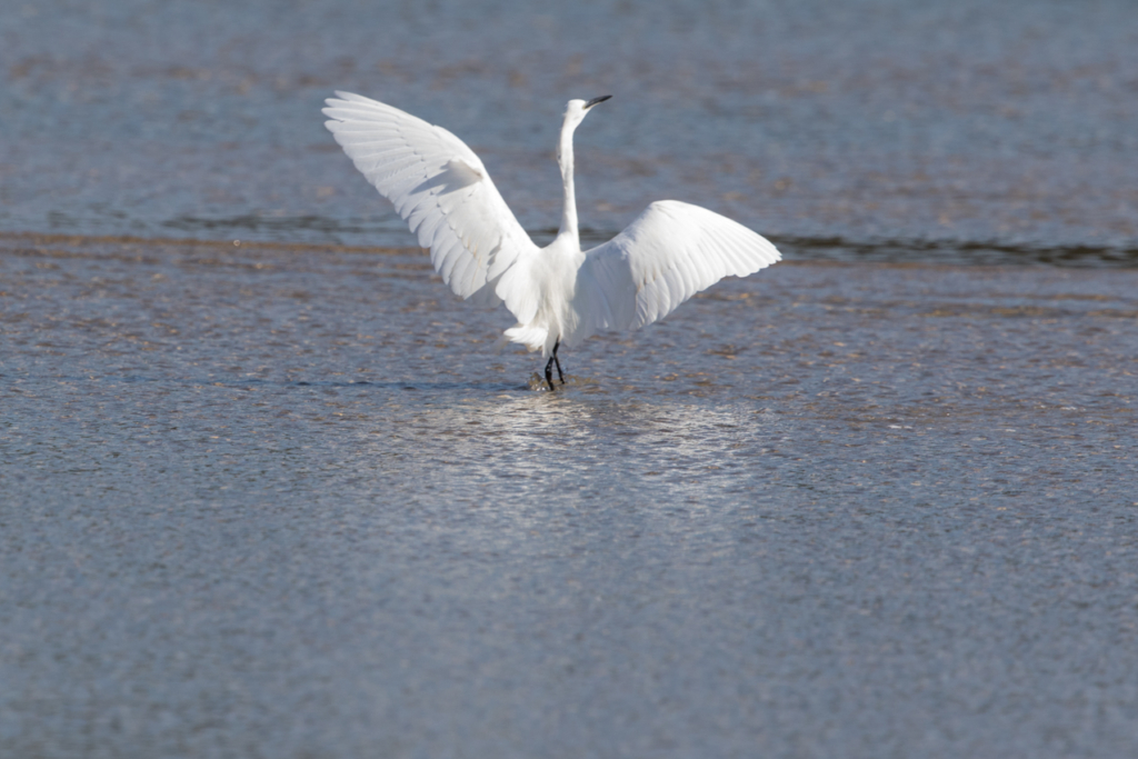 Little Egret