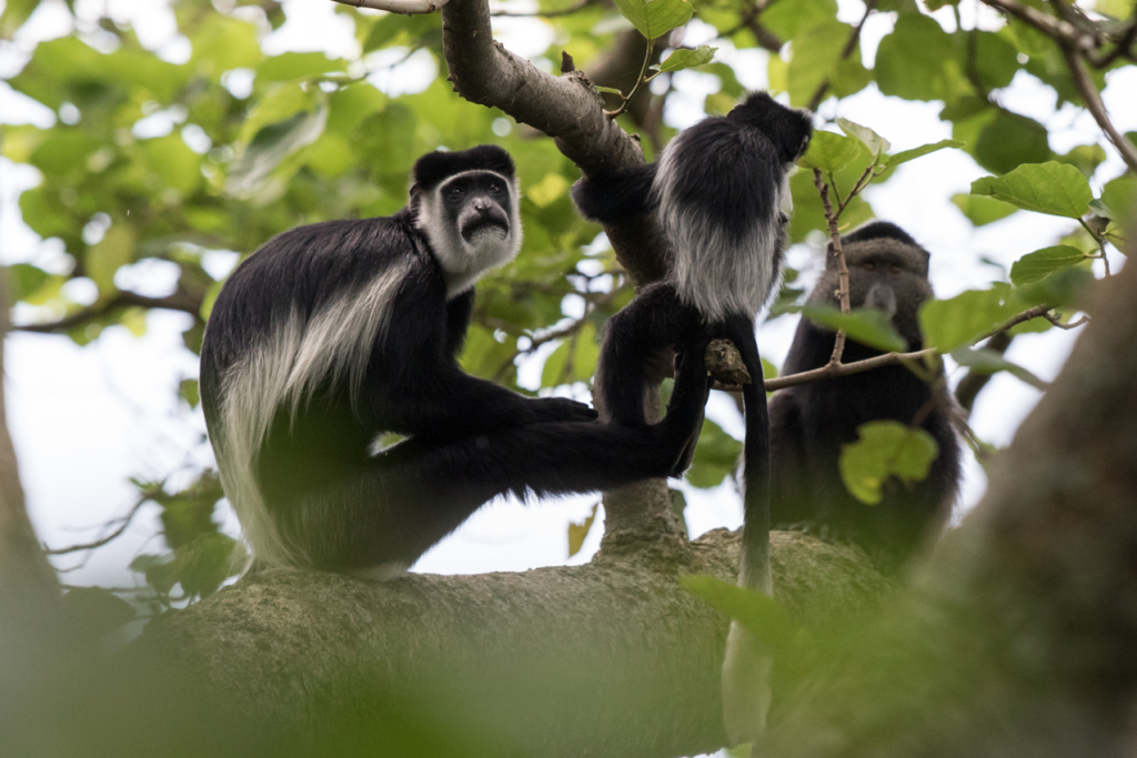 Mantled Guereza