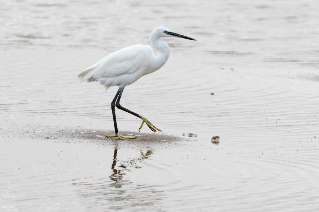 Little Egret