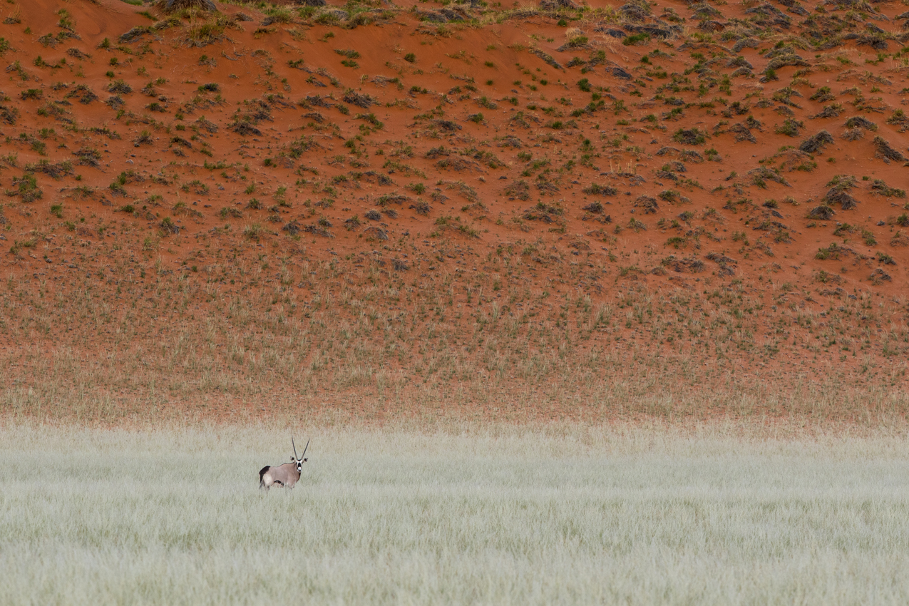 Gemsbok