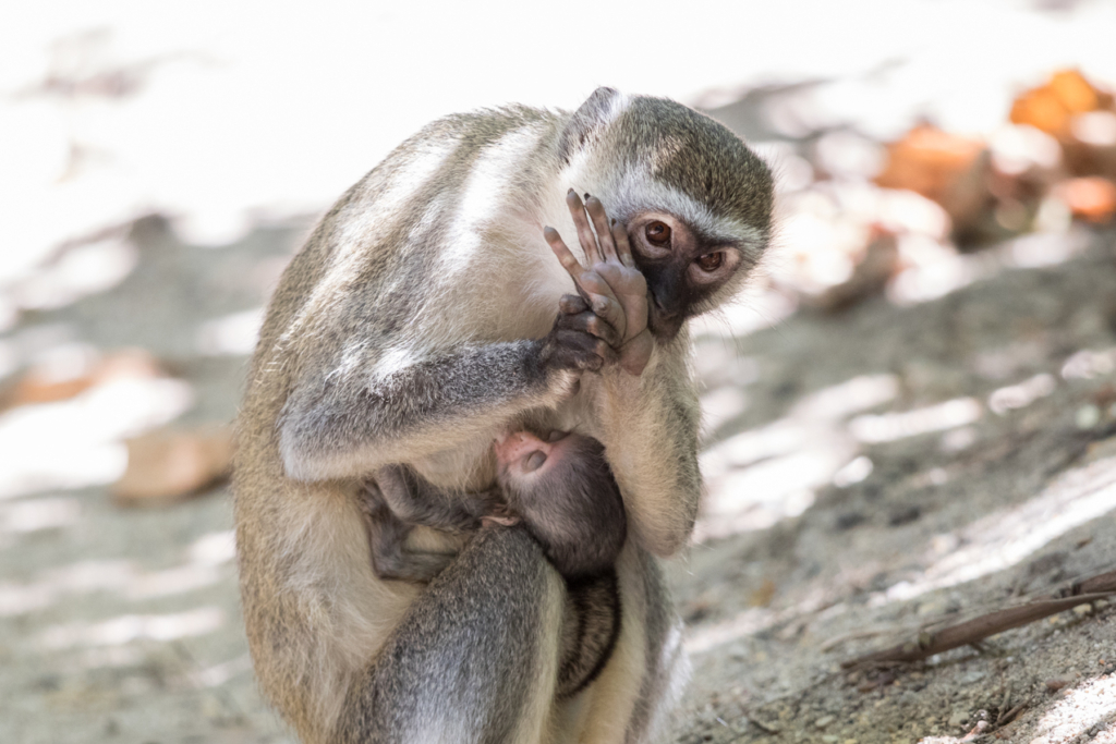 Vervet Monkey Mother