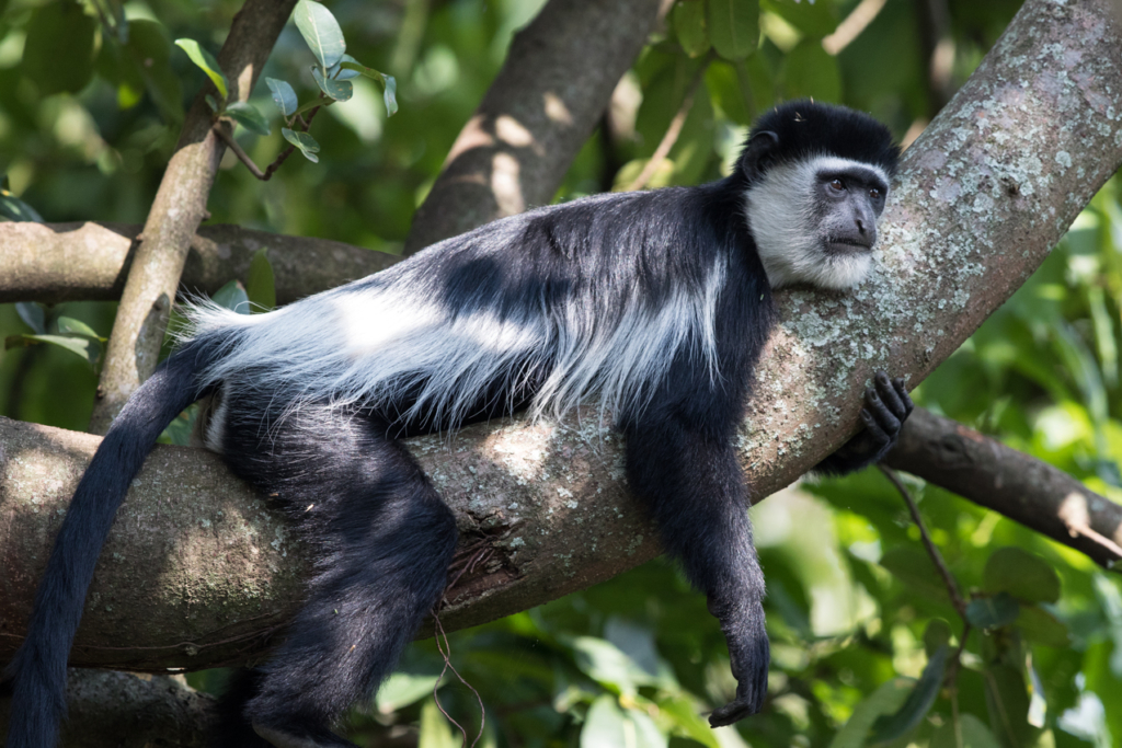 Mantled Guereza