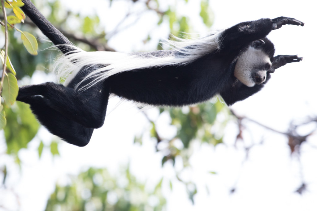 Mantled Guereza