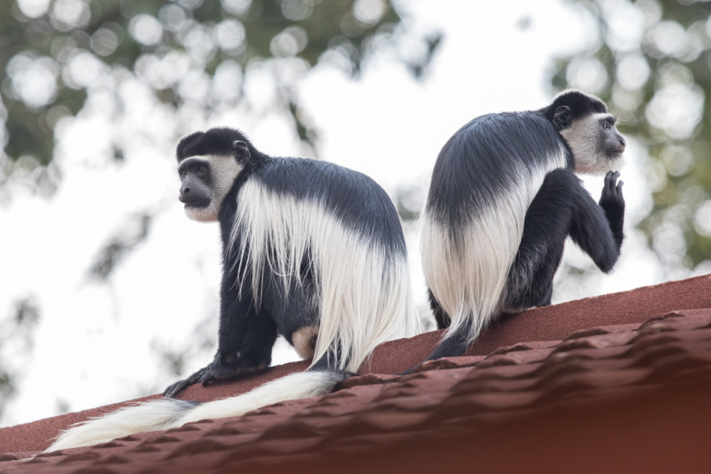 Mantled Guereza