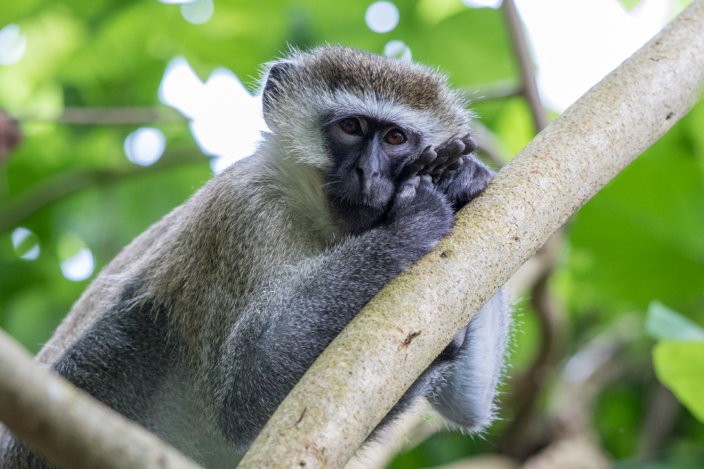 Vervet Monkey