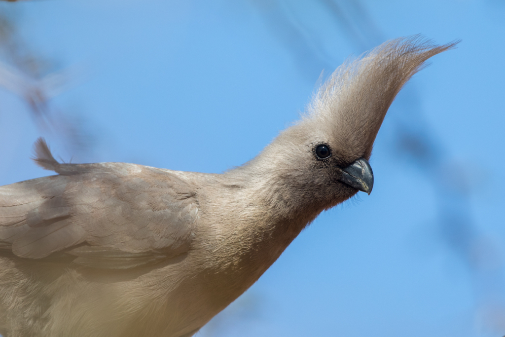 Original File of Grey Go-Away-Bird before editing