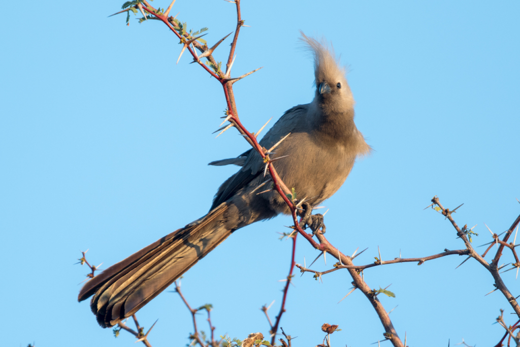 Grey Go-Away-Bird