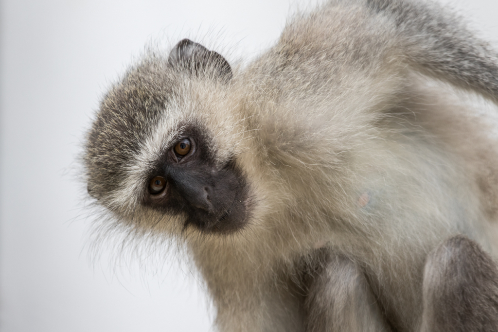 Vervet Monkey Juvenile