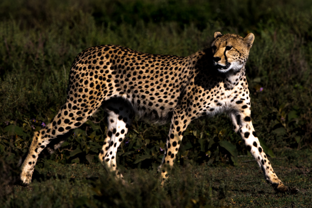 Cheetah