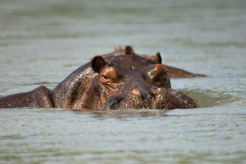 Hippo