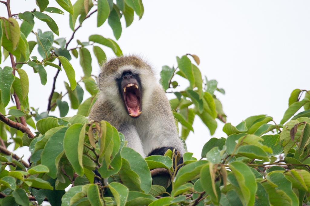 Vervet Monkey