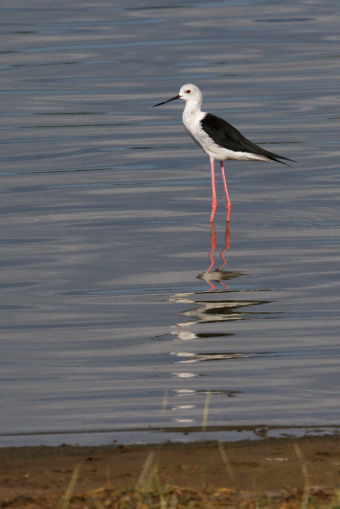 Black-winged Stilt