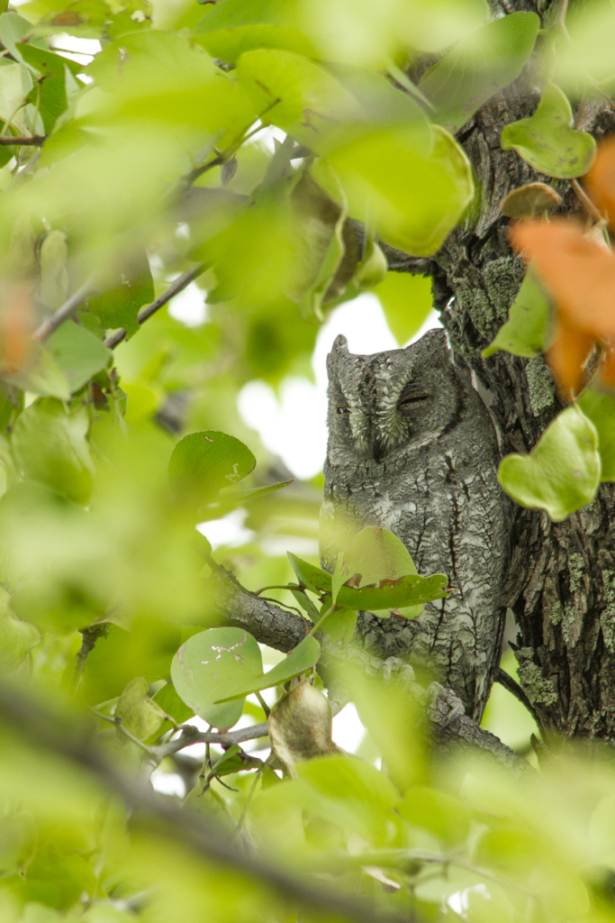 African Scops Owl