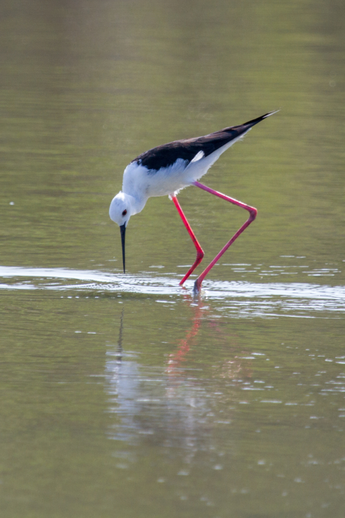 Black-winged Stilt