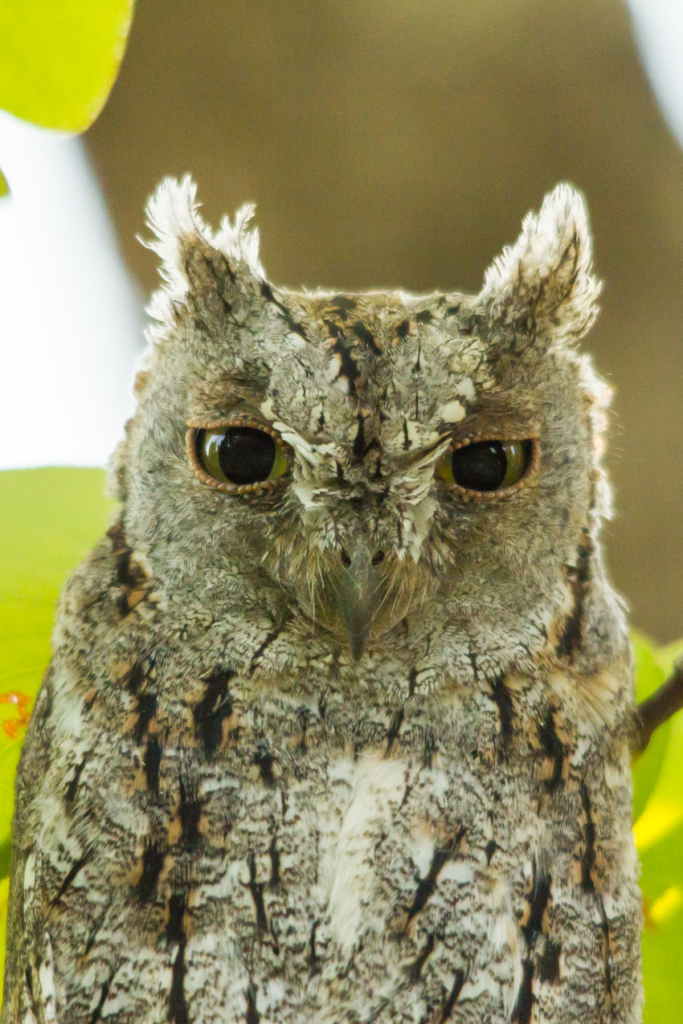 African Scops Owl