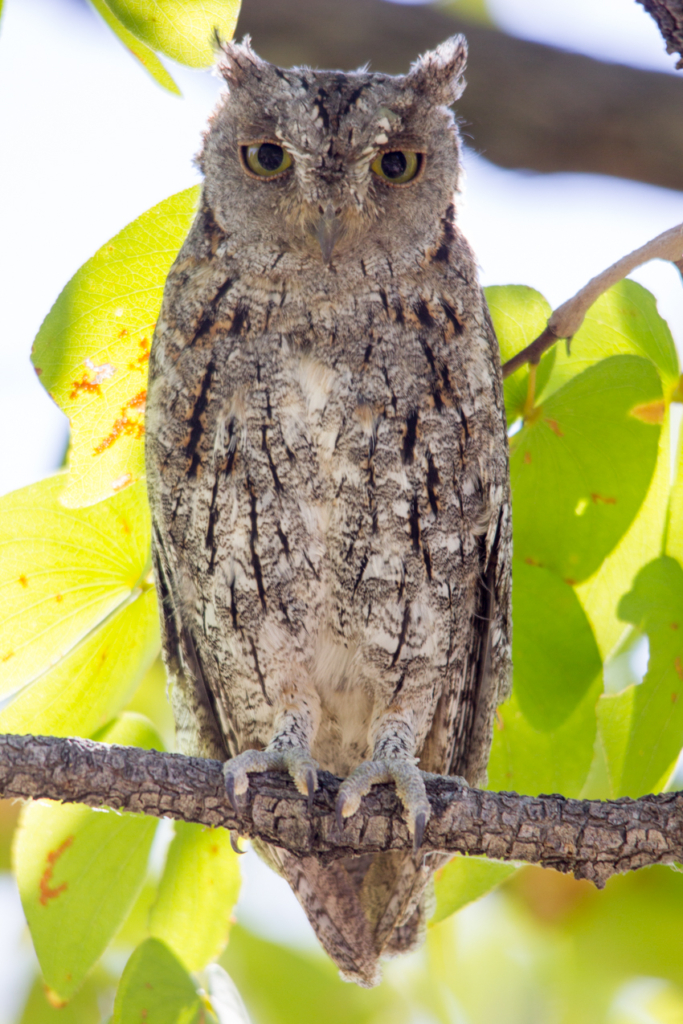 African Scops Owl