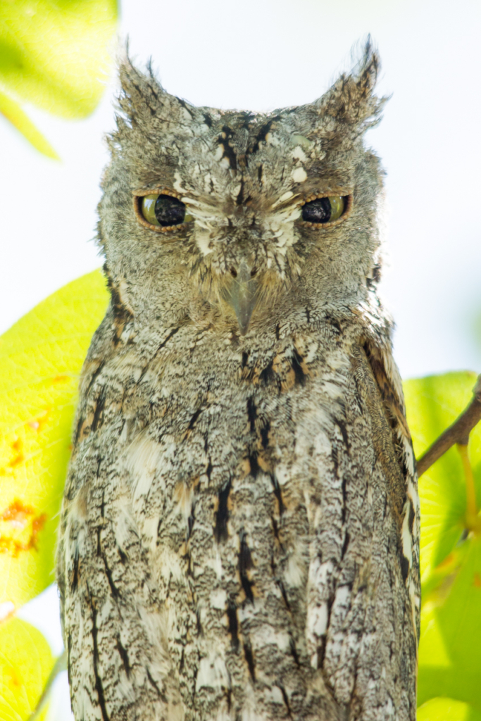 African Scops Owl