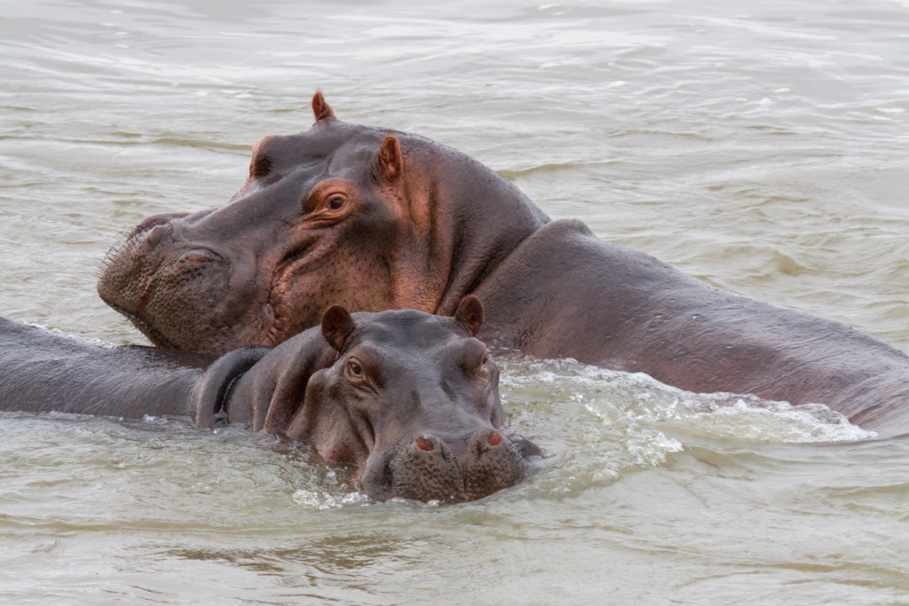 Hippo