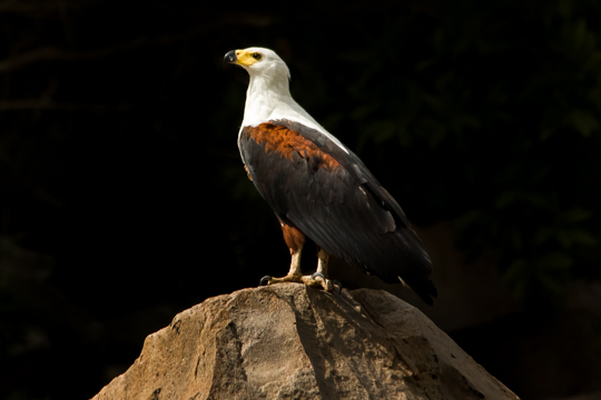 African Fish Eagle