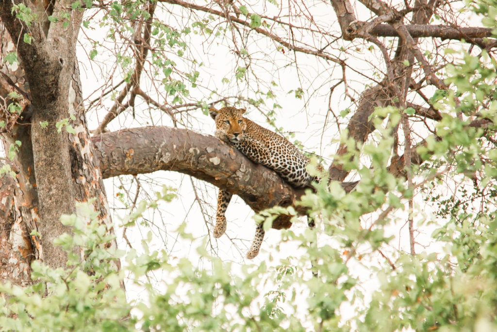 Leopard relaxing in Tree