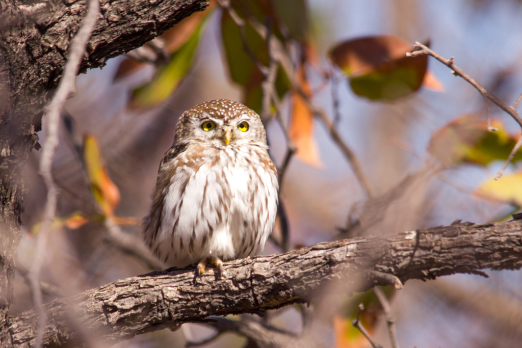 Pearl-spotted Owlet