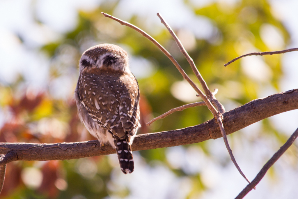 Pearl-spotted Owlet Back Eyes