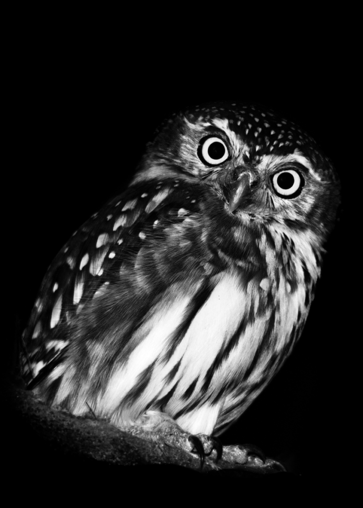 Black and White High Contrast Visual Stimulation for Newborn Baby using Wildlife Photography, Bird Photography, Animals, Birds.