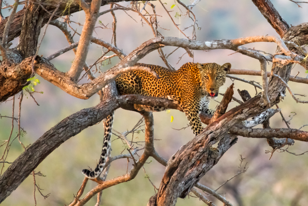 Leopard in Tree