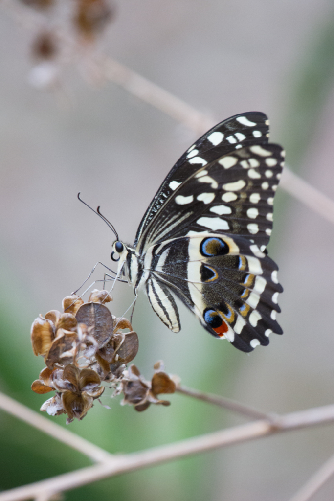 Citrus Swallowtail