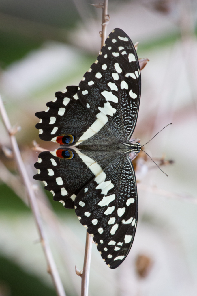 Citrus Swallowtail