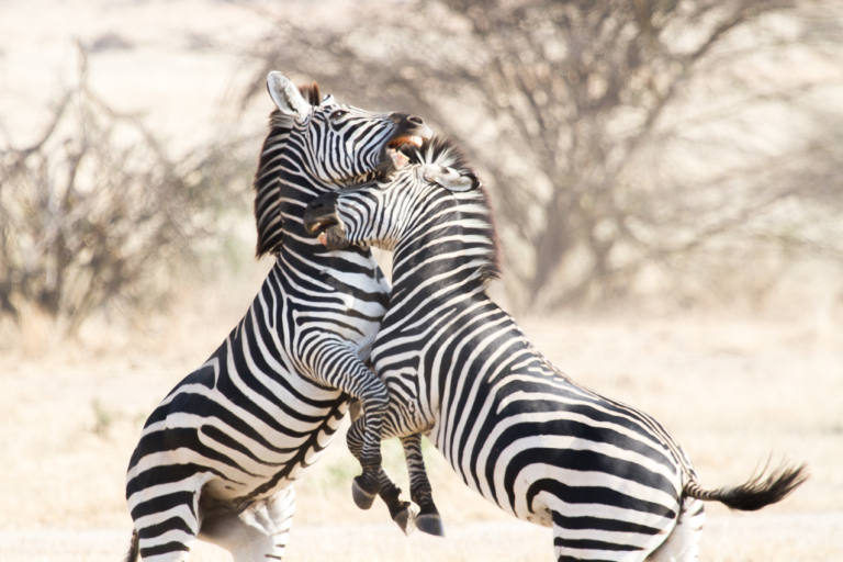 Common Zebra