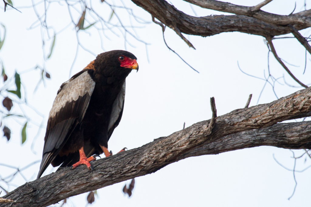 Bateleur