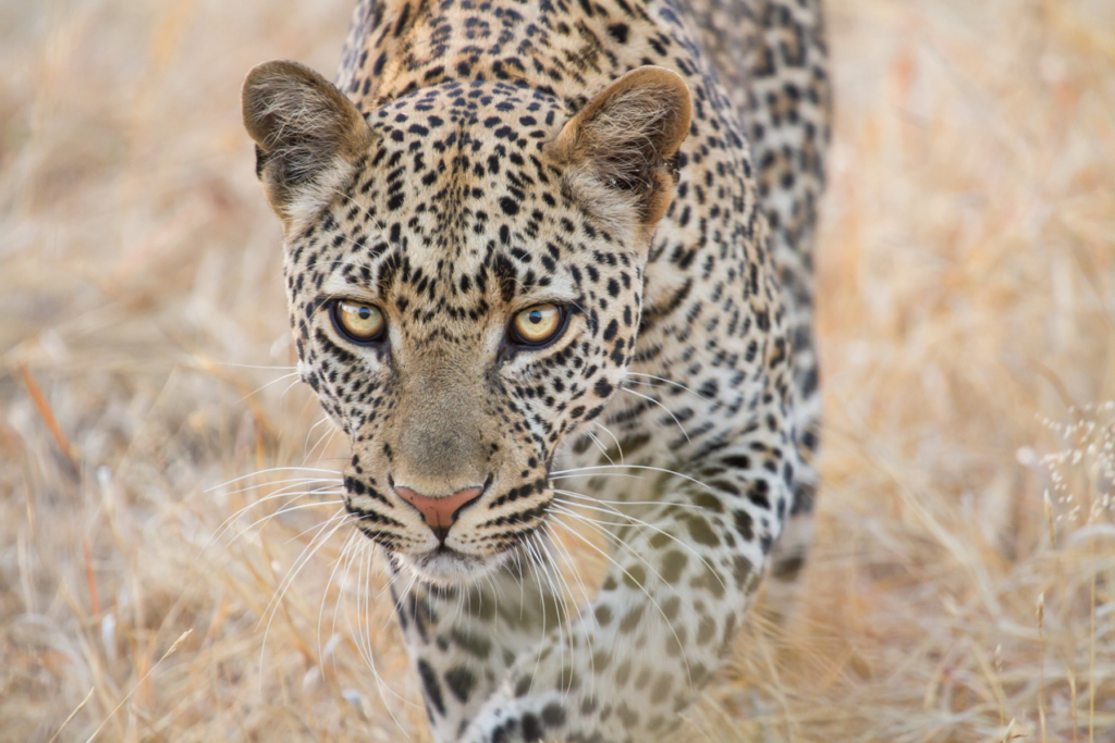 Leopard Hunting