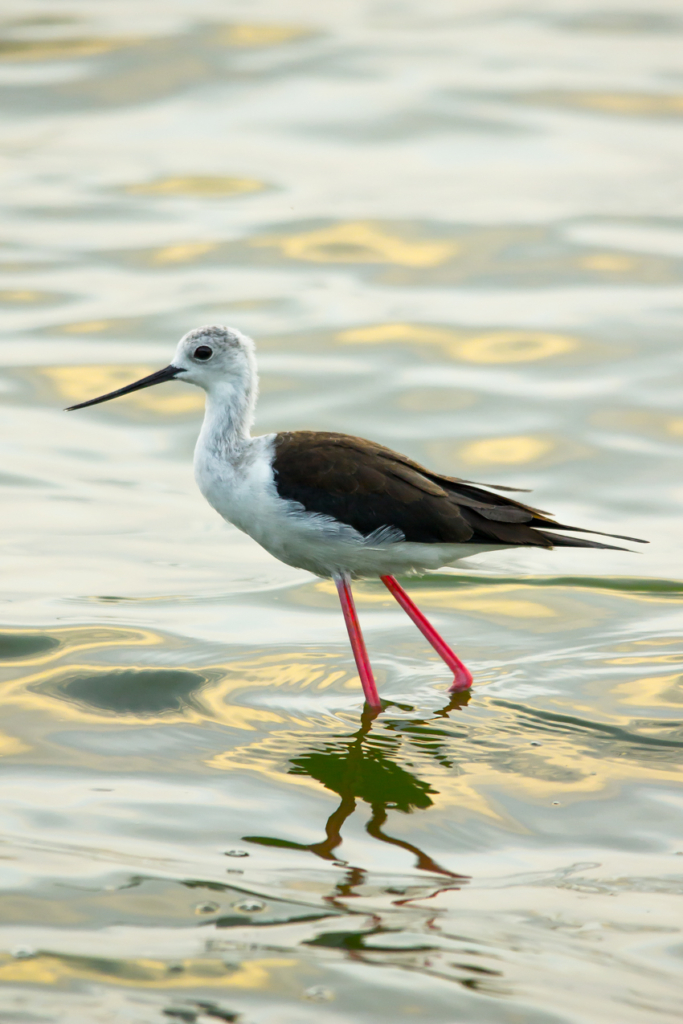 Black-winged Stilt