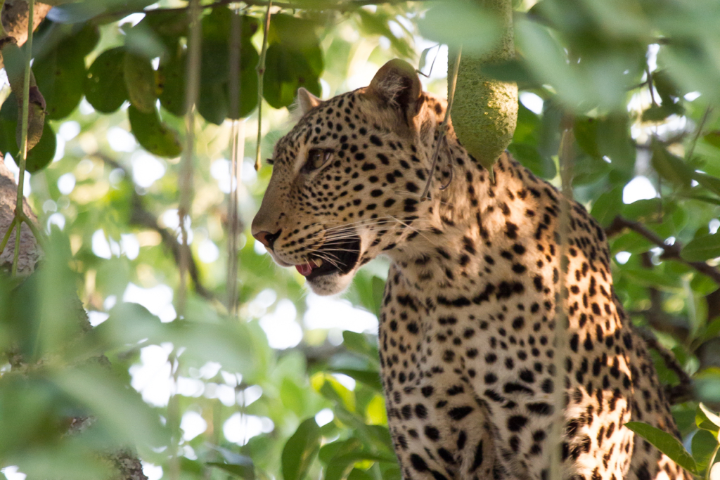 Leopard in Sausage Tree