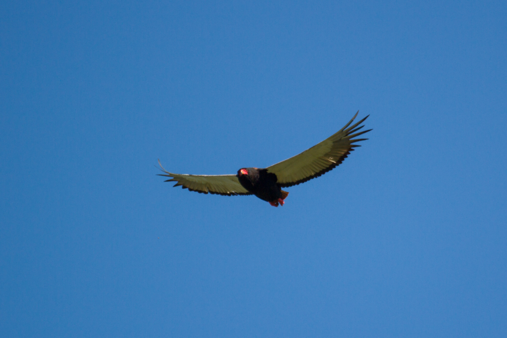 Bateleur Female Flight