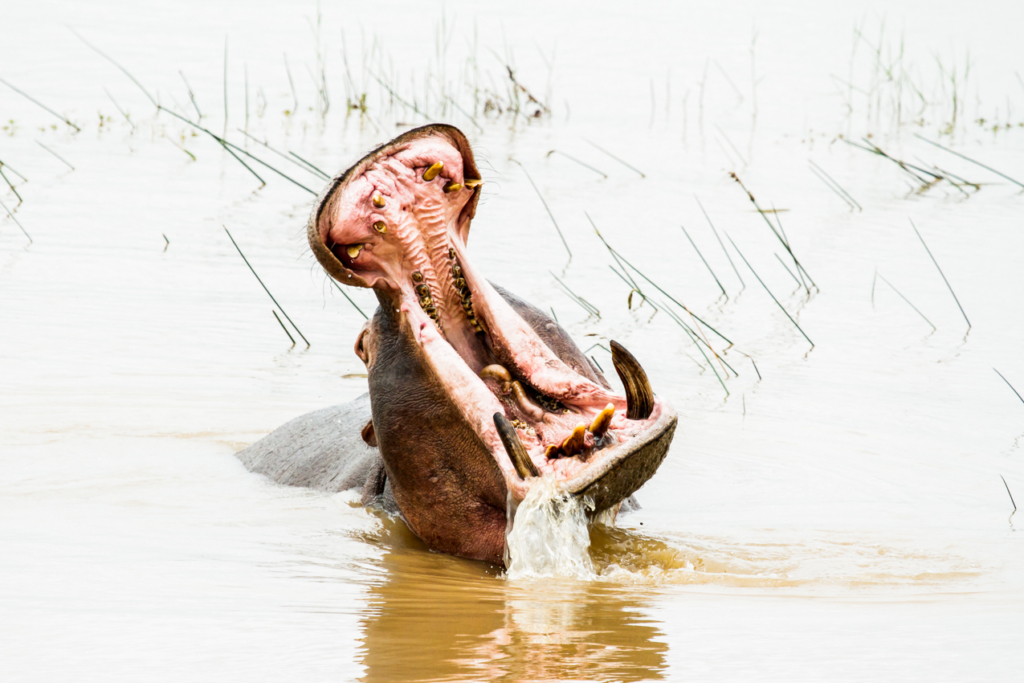 Hippo Yawn