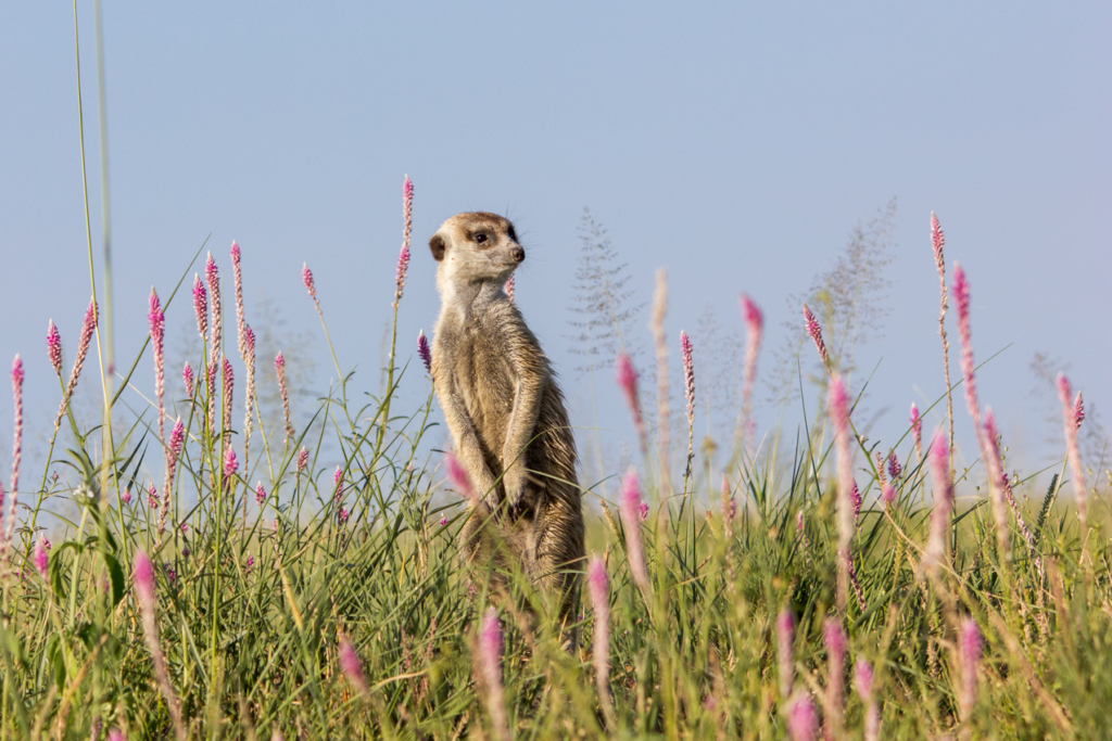 Meerkat