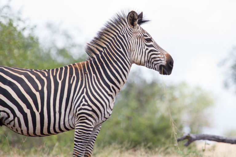 Common Zebra