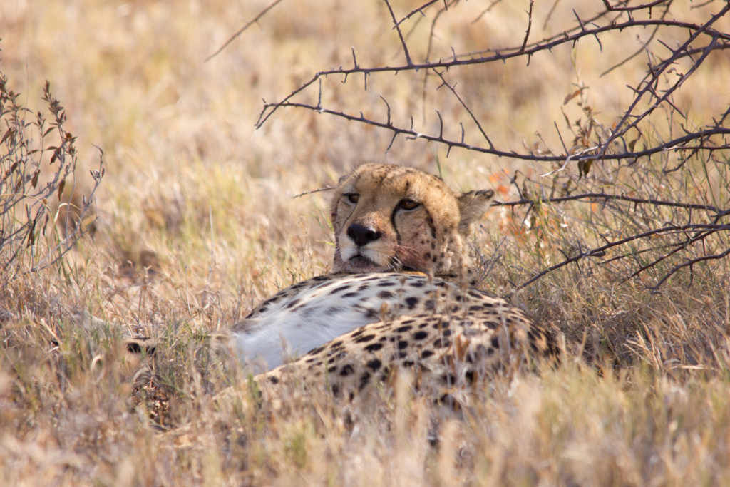 Cheetah