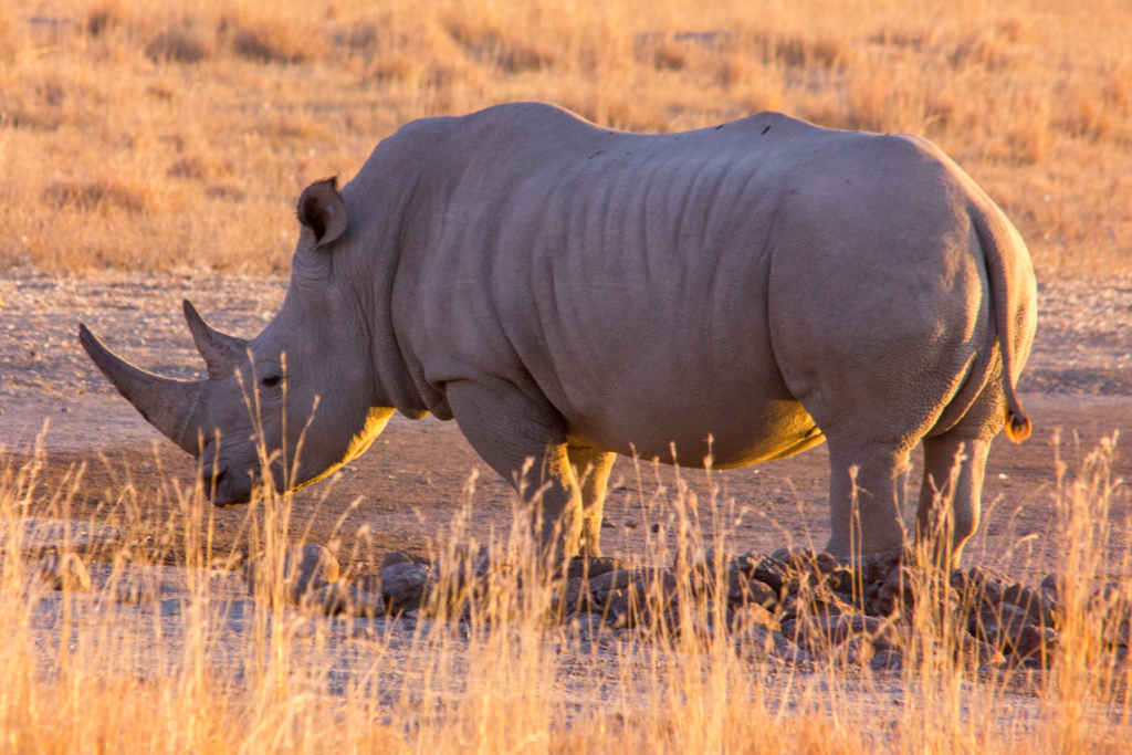 White Rhino