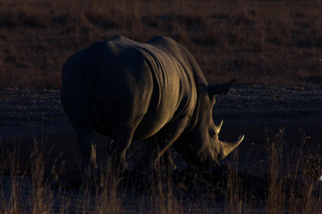 White Rhino