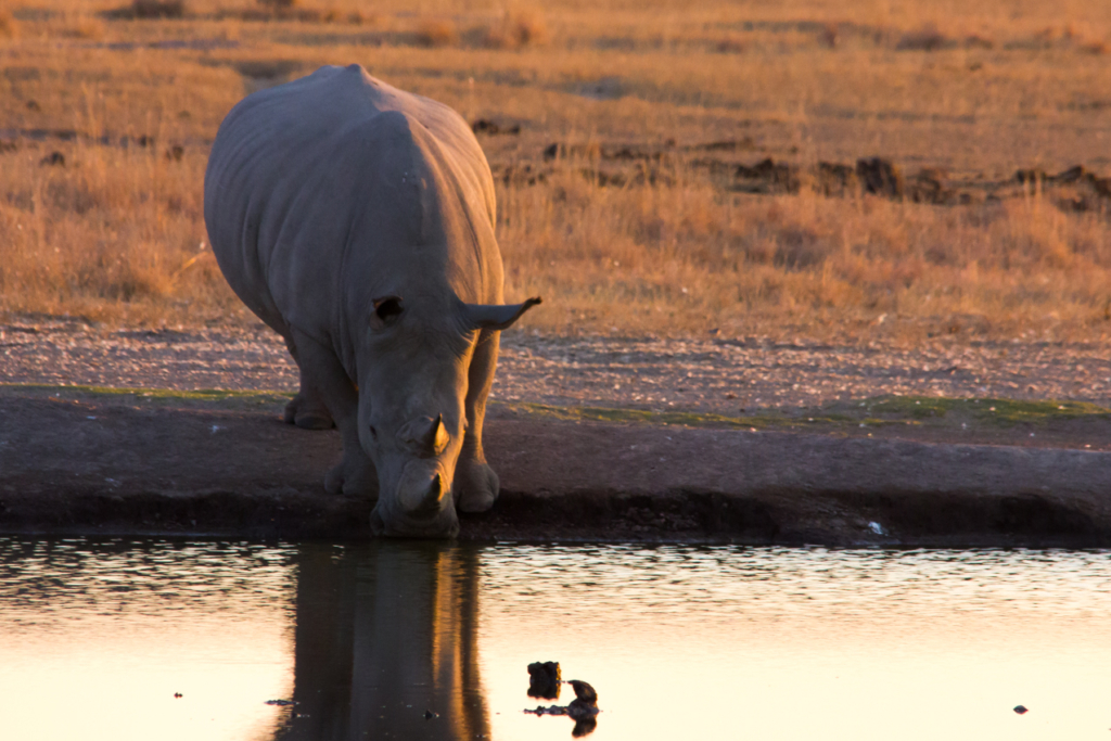 White Rhino