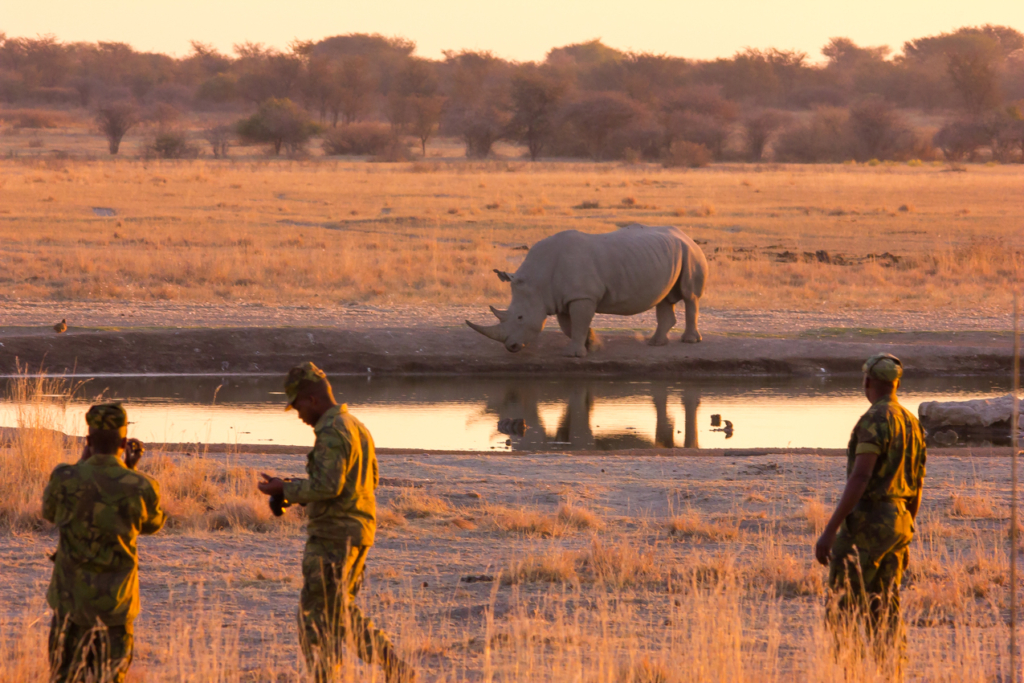 White Rhino