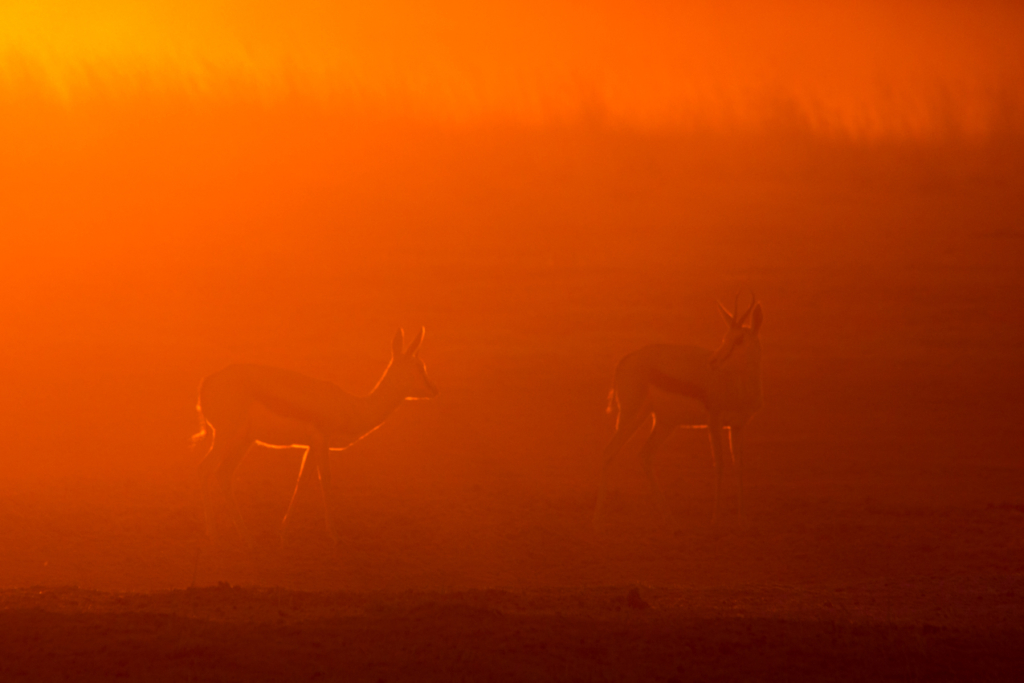 Springbok